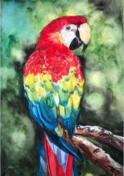 D.Rudāne - glezna "Red Macaw"